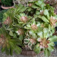 多肉植物,葉挿し,リメ缶,多肉寄せ植え,リメ鉢の画像