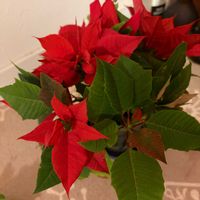ポインセチア,花のある暮らし,みどりのある暮らし,おうち園芸,元気に育ててますよの画像