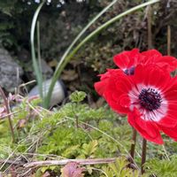 アネモネの画像