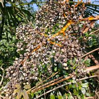 ソテツ,ワシントンヤシ,シュロ,シュロ,シュロの画像