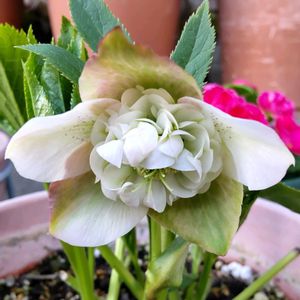 クリスマスローズ,鉢植え,花のある暮らし,ピンクのお花,季節のお花の画像