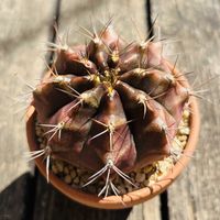 サボテン,牡丹玉,多肉植物,鉢植え,植え替えの画像