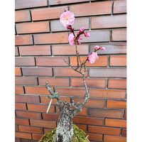 梅の木,鉢植え,ガーデニング,花のある暮らし,癒し…♡の画像
