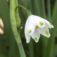 スノーフレークの画像