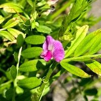 プリムラ　ジュリアン,カラスノエンドウ,癒し,いつもありがとう♡,綺麗の画像