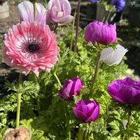 アネモネ,球根植物,いつもありがとう♡,キラキラ✨,繋がりに感謝✨の画像