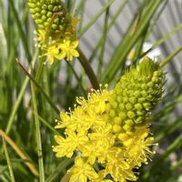 寄せ植え,季節の花を楽しむ,マイガーデン♡の画像