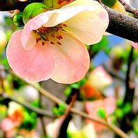 クリスマスローズ,ボケ,ヤグルマギク,レウィシア,カラスノエンドウの画像