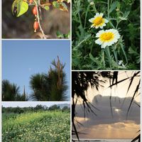 グミ,松の花,朝日,沖縄,春菊の花の画像