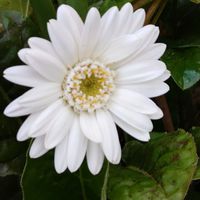 ガーベラ,癒される,感謝,花のある暮らし,しあわせの画像