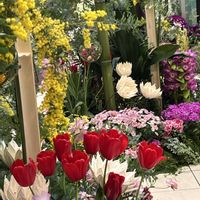 チューリップ,花のある暮らし,小さな幸せ♡,ファンケル銀座スクエア,花咲く乙女たち♡の画像