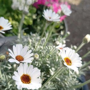 ミニバラ,ミニバラ,ミニバラ,プリムラ ポリアンサ,プリムラ ポリアンサの画像