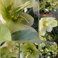 カランコエ,クリスマスローズ,クリスマスローズ,クロッカス,サクランボの画像