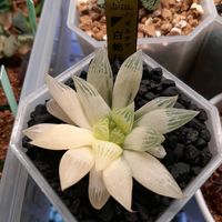 ハオルチア,ハオルシア,ハオルチア白蛇伝,多肉植物,エケベリア属の画像