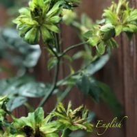 ウツボカズラ,オールドローズグリーンローズ,手乗りハス　暁天,素敵便,過去picの画像