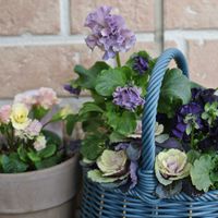 パンジー,ビオラ,パンジー　パピージョルジュ,ガーデニング,ナチュラルガーデンの画像