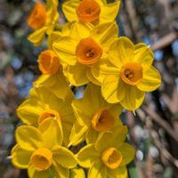 キズイセン,花のある暮らし,月曜日にビタミンカラー,多様性を愛する会,人に優しくの画像