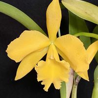 カトレア,トゥエンティーフォー  カラットの画像