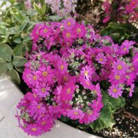 サクラソウ,サクラソウ,サクラソウ,サクラソウ,癒されるの画像