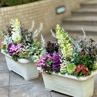 クリスマスローズ,寄せ植え,ご近所,良い一日を…の画像