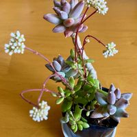 千代田の松,ベニチゴ,勝手寄せの画像