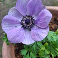 アネモネ,キュンキュン乙女倶楽部,HTC,アネモネの花,マザーパープルの画像