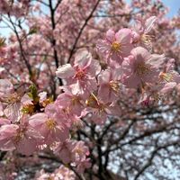 菜の花,菜の花,河津桜,河津桜,花のある暮らしの画像