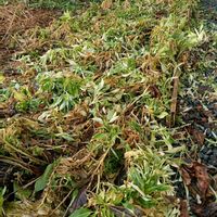 アルストロメリア,アルストロメリア,庭の画像