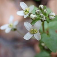 ニリンソウ,ミミガタテンナンショウ,ツノハシバミ,ユリワサビ,ヤブデマリの冬芽の画像