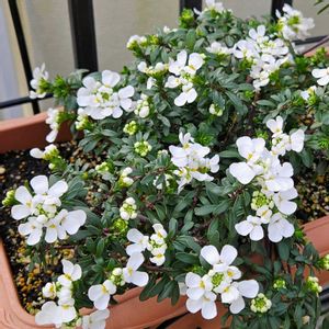 イベリス,ビオラ・トルニー,鉢植え,明るい日陰,プランターの画像