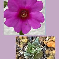 クリンソウ,スイセン,芽吹き,山野草,花のある暮らしの画像