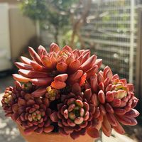 ピンクルルビー,ピンクルビー,バッシュフル,多肉植物,子株の画像