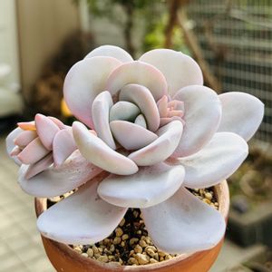 ラウィ,エケベリア ラウイ,多肉植物,鉢植え,エケベリア属の画像