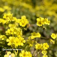 オキザリス・バーシカラー,ムラサキカタバミ,ムラサキカタバミ,オキザリス・プルプレア,オオキバナカタバミの画像