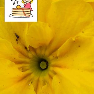 プリムラジュリアン,黄色い花,プランター栽培,プリムラジュリアンの栽培,月曜日はビタミンカラーの画像