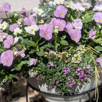 ビオラ,寄せ植えの画像