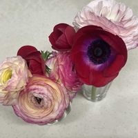 アネモネ,ラナンキュラスの画像