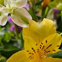 アルストロメリア,アルストロメリア　グリーンモジャ,月曜日は元気色の花,その他部屋の画像