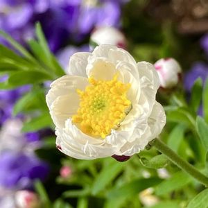 癒し,白が好き,#ガーデニング,エクステリアの画像