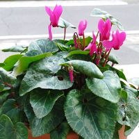 ガーデンシクラメン,いいね❤ありがとう,花のある暮らし❤,小さな庭の画像