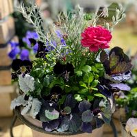 エレモフィラニベア,シロタエギク,ラナンキュラス,横浜セレクション フェアリープリンセス,葉牡丹（はぼたん）の画像