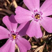 シバザクラ,シバザクラ,公園,花壇,ガーデニングの画像