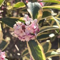 ジンチョウゲ,ボケ,ローズマリー,ビオラ,アメリカハナズオウ・ハートオブゴールドの画像