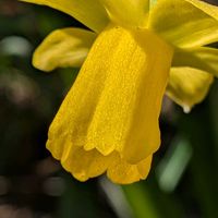 寄植え,ハンギング,月曜日はビタミンカラー,小さな庭,庭の画像