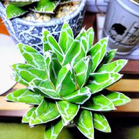 ハオルチア,アガベ,ハオルチア オブツーサ,多肉植物,ハオルチア属の画像