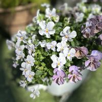 スミレ,ビオラ,万葉菫 おぼろ月,ガーデニング,ビオラ・パンジーの画像