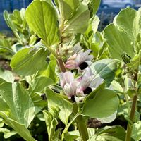 おうち園芸,小さな庭,お出かけ先の画像