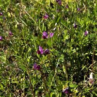 クロッカス,ブロッコリー,カラスノエンドウ,今日の花,今日のお花の画像