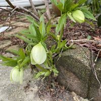 クリスマスローズ,お庭,こぼれ種クリスマスローズ,おうち園芸,小さな庭の画像