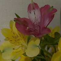 アルストロメリアの画像